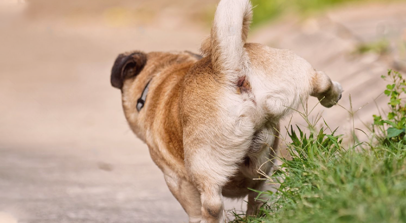 犬まとめ,泌尿器系,病気,ケア