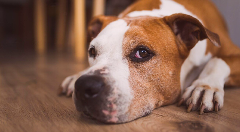 犬まとめ,犬,床材,おすすめ