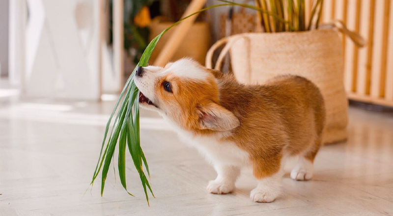 犬まとめ,犬,観葉植物,誤飲