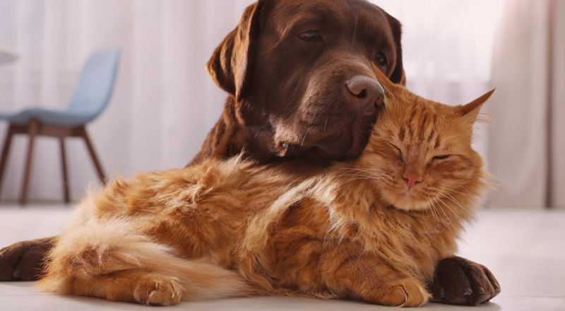 犬まとめ,犬,他動物,同居,猫