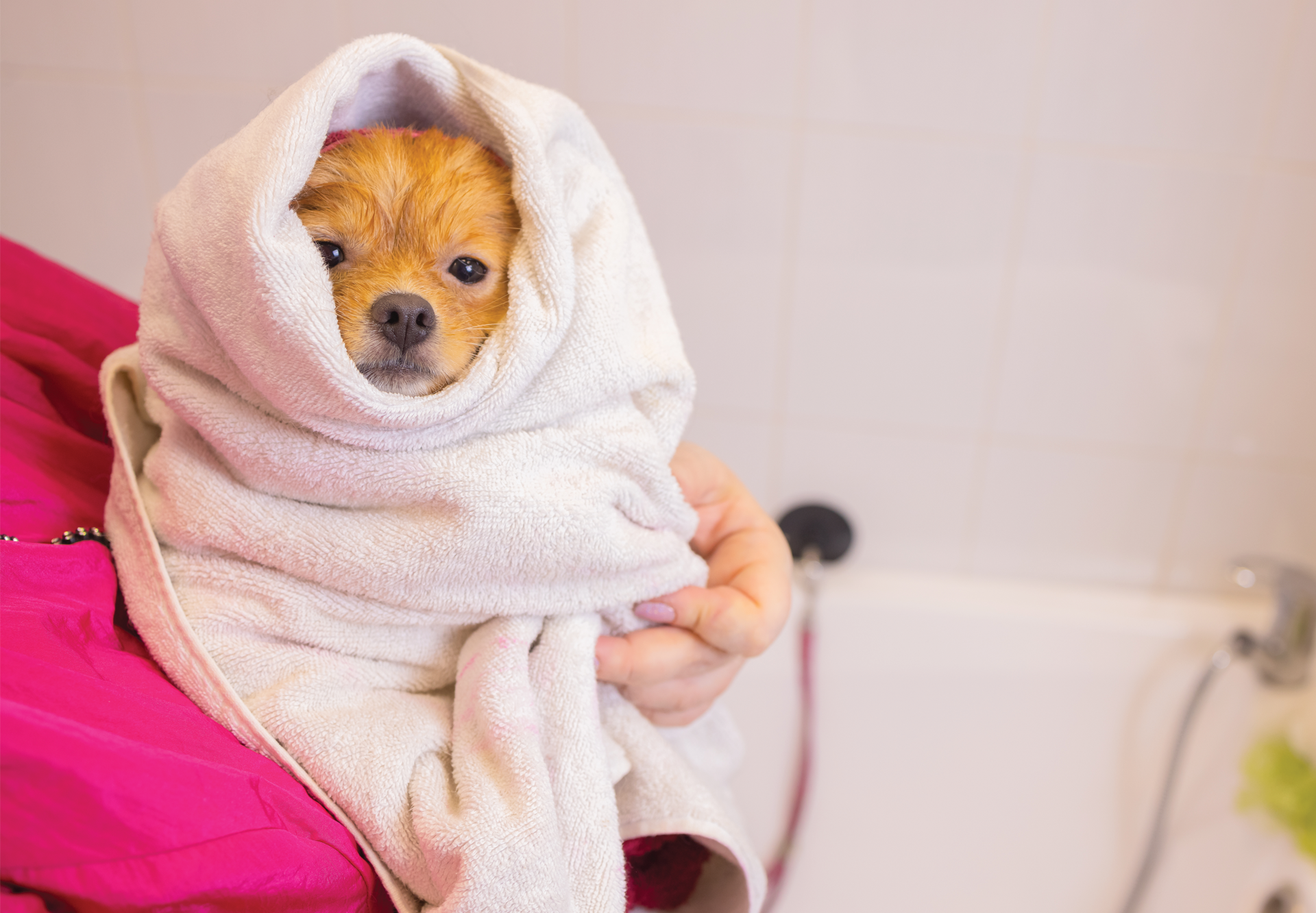 乾燥肌さん必読 犬の保湿対策はコレ 犬まとめ Com