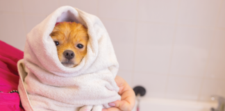 乾燥肌さん必読!犬の保湿対策はコレ 犬まとめ,犬,乾燥肌,保湿