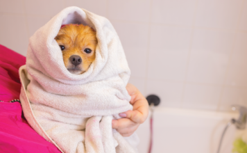 乾燥肌さん必読!犬の保湿対策はコレ 犬まとめ,犬,乾燥肌,保湿