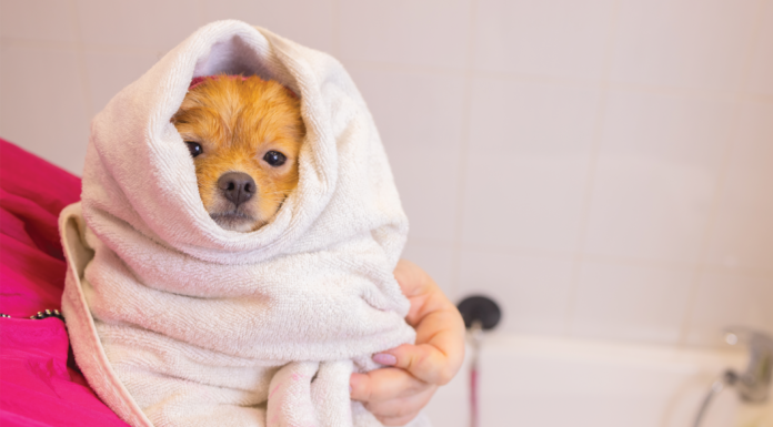 乾燥肌さん必読!犬の保湿対策はコレ 犬まとめ,犬,乾燥肌,保湿