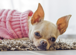 【人気犬服2021】かわいい&おしゃれな犬服ブランド 犬服,可愛い,人気