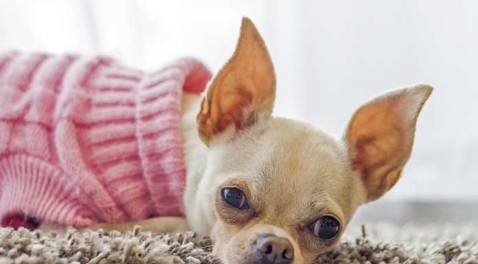 【人気犬服2021】かわいい&おしゃれな犬服ブランド 犬服,可愛い,人気