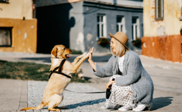 【2022最新】犬同伴可!人気カフェ・レストラン 犬同伴可,カフェ,レストラン
