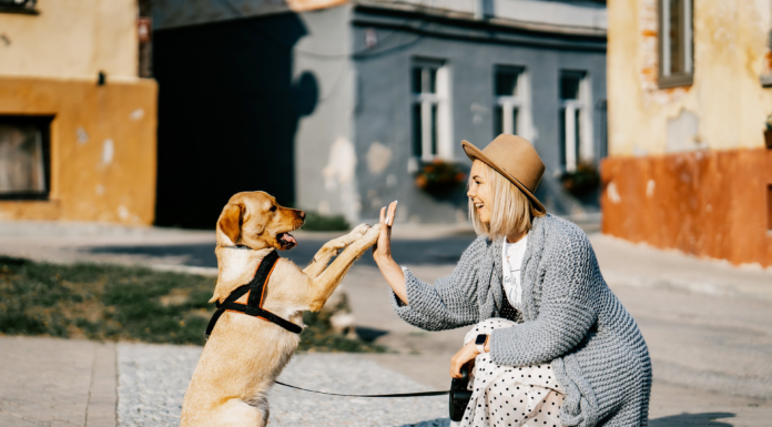 【2022最新】犬同伴可!人気カフェ・レストラン 犬同伴可,カフェ,レストラン