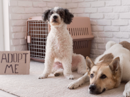 保護犬は慣れない?里親の4大不安に迫る