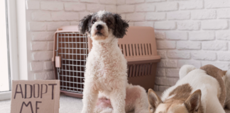 保護犬は慣れない?里親の4大不安に迫る