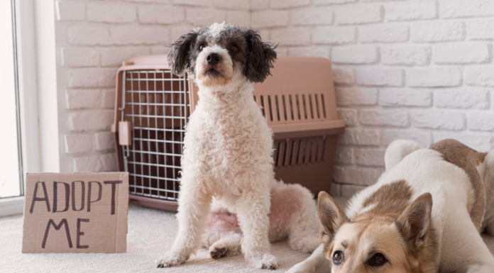 保護犬は慣れない?里親の4大不安に迫る