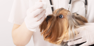 犬の目も乾燥する!ドライアイ?乾性角結膜炎?