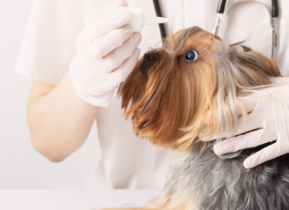 犬の目も乾燥する!ドライアイ?乾性角結膜炎?