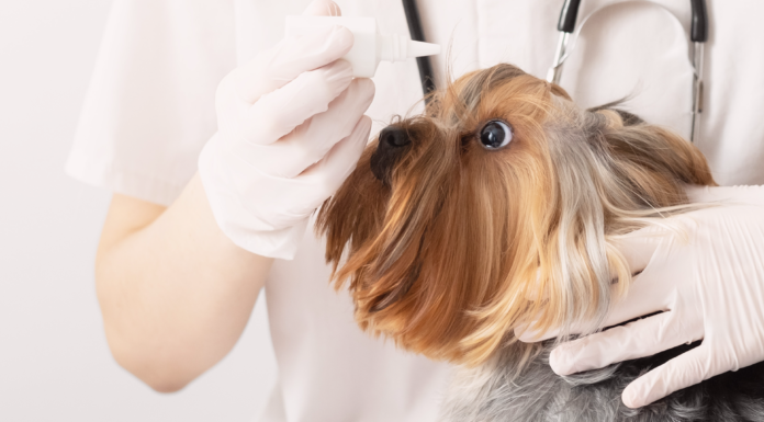 犬の目も乾燥する!ドライアイ?乾性角結膜炎?