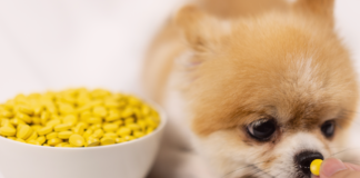 救世主!犬のお薬を飲ませるおやつ! 犬,薬,飲ませ方