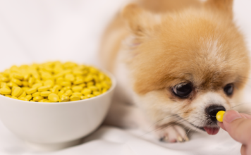 救世主!犬のお薬を飲ませるおやつ! 犬,薬,飲ませ方