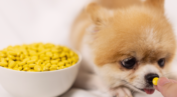 救世主!犬のお薬を飲ませるおやつ! 犬,薬,飲ませ方