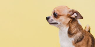 分離不安症?実際の症状と治し方 分離不安症,症状