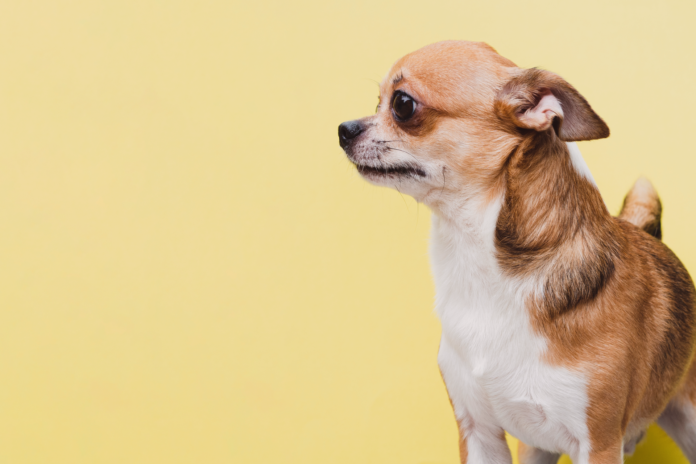 分離不安症?実際の症状と治し方 分離不安症,症状