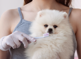 犬の歯周病ってどうなるの?