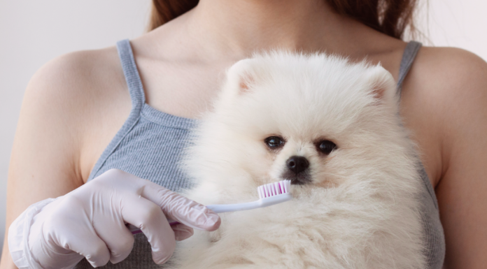 犬の歯周病ってどうなるの?