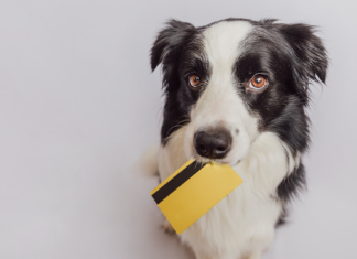 我が子と考える、犬の『値段』。 犬,値段,価格,