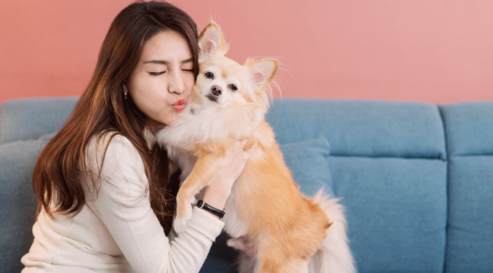 第二の人生!犬を飼って変わったこと。 犬まとめ.com,犬との暮らし