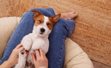 不思議可愛い!うちの愛犬マイルール 犬まとめ,マイルール,クセ