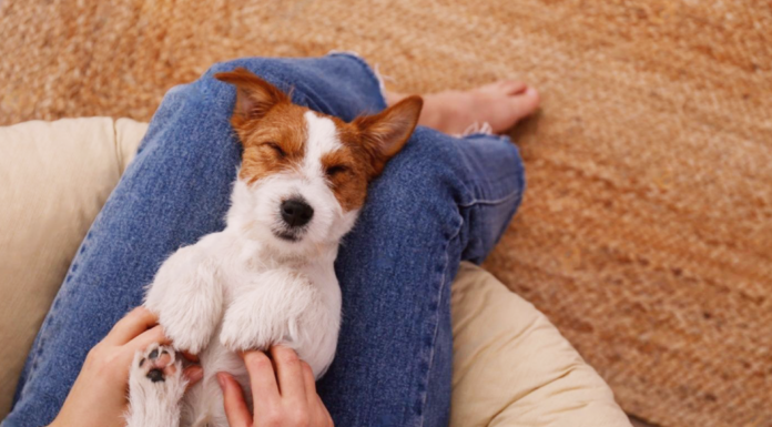 不思議可愛い!うちの愛犬マイルール 犬まとめ,マイルール,クセ