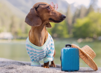 犬の帰巣本能〜嘘のような本当の話〜 犬,帰巣本能,迷子