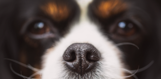 感覚と犬 犬,感覚,嗅覚