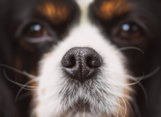 感覚と犬 犬,感覚,嗅覚