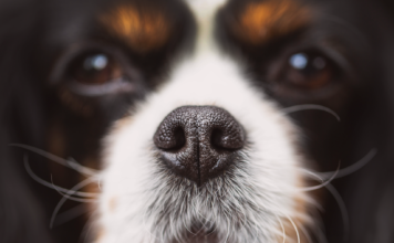 感覚と犬 犬,感覚,嗅覚