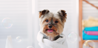 被毛基礎知識とお手入れ用品 犬,被毛,お手入れ,