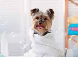 被毛基礎知識とお手入れ用品 犬,被毛,お手入れ,