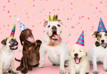 最大の祭典!うちの子バースデー! 犬,誕生日