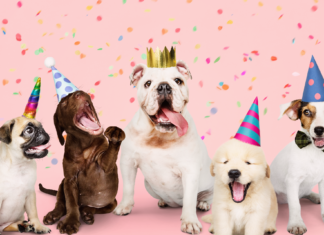 最大の祭典!うちの子バースデー! 犬,誕生日