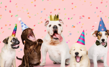 最大の祭典!うちの子バースデー! 犬,誕生日