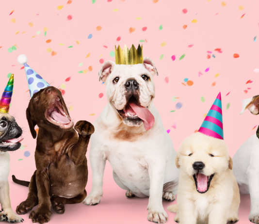 最大の祭典!うちの子バースデー! 犬,誕生日