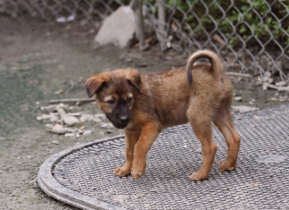 野犬が怖いもの。 野犬,怖いもの,慣れない