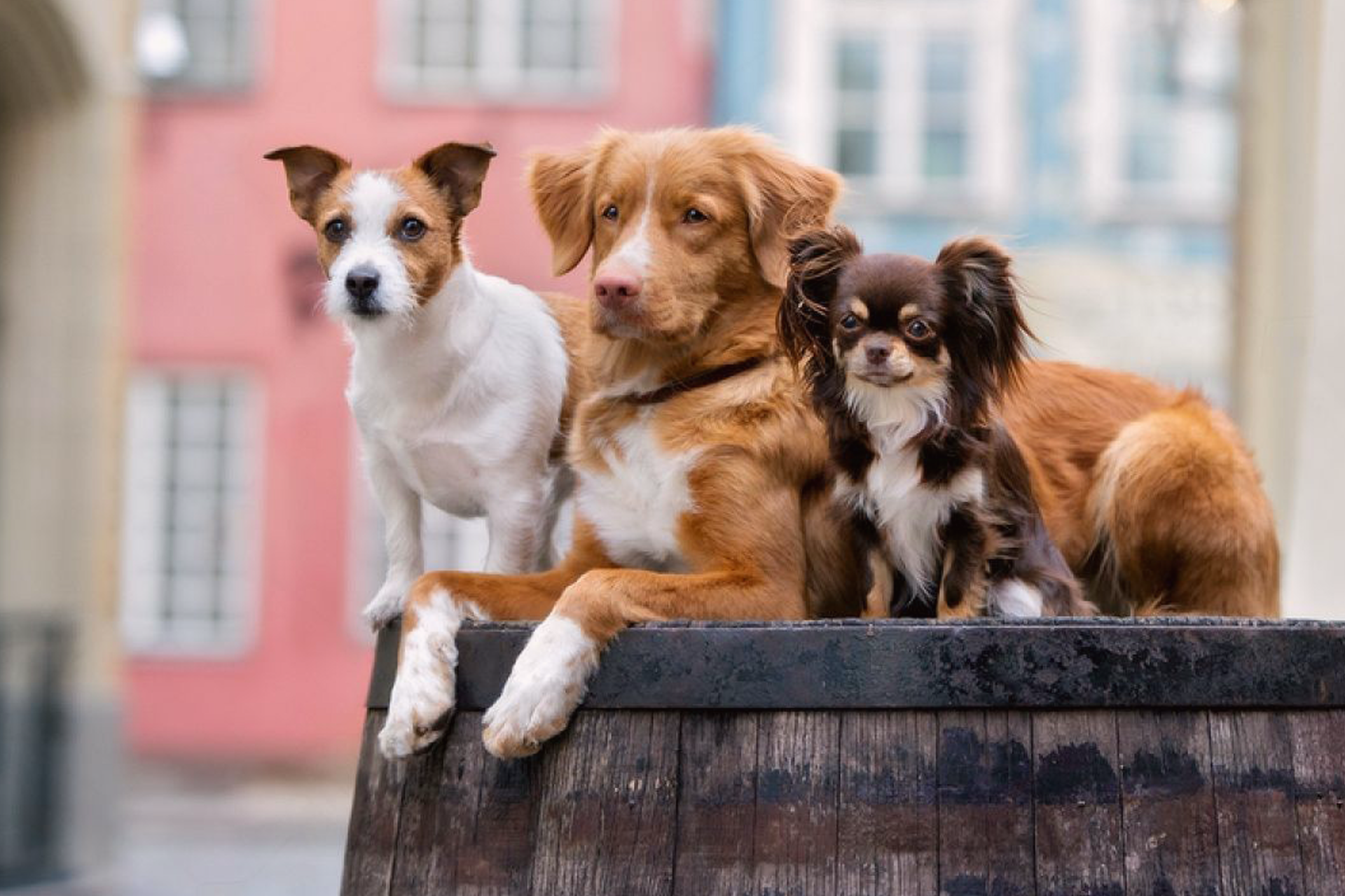 そんなに違うの 大型犬と小型犬の違い 犬まとめ Com