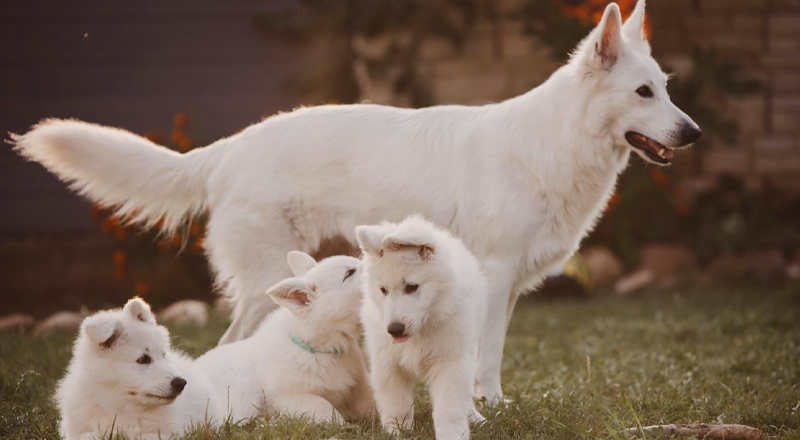 まるで天使な白い犬 白毛特有のトラブルも 犬まとめ Com