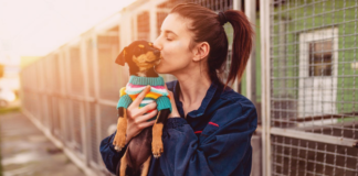 ふるさと納税で動物愛護活動に協力しよう! 犬まとめ,ふるさと納税,動物愛護