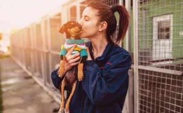 ふるさと納税で動物愛護活動に協力しよう! 犬まとめ,ふるさと納税,動物愛護