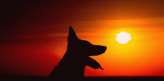 お骨ってどうするの?供養の種類を知ろう