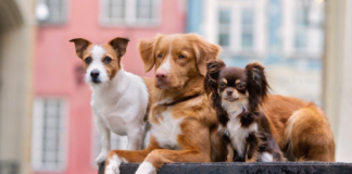 そんなに違うの?!大型犬と小型犬の違い 犬まとめ,大型犬,小型犬
