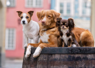 そんなに違うの?!大型犬と小型犬の違い 犬まとめ,大型犬,小型犬