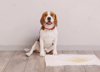 おしっこトラブルを予防するには? 犬まとめ,泌尿器系,病気,予防