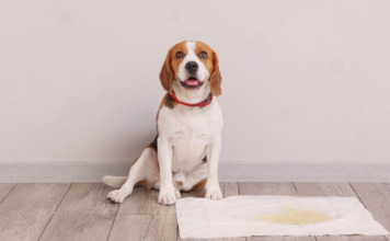 おしっこトラブルを予防するには? 犬まとめ,泌尿器系,病気,予防