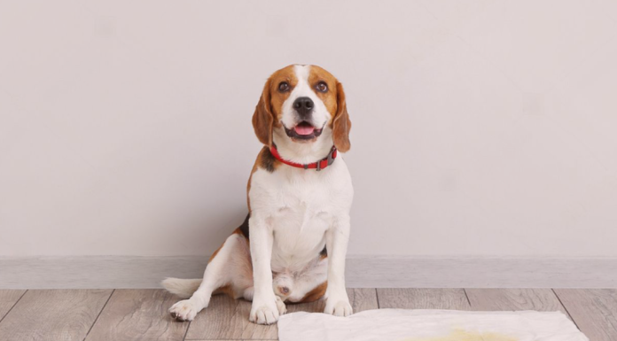 おしっこトラブルを予防するには? 犬まとめ,泌尿器系,病気,予防